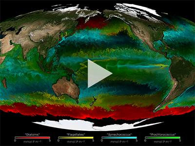 Global animation delineating the dominant type of phytoplankton in the ocean. Credit: The Darwin Project (MIT)