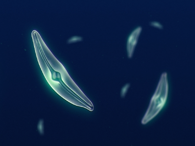 NASA study shows diatom populations (phytoplankton) have declined more than 1% per year from 1998 to 2012. Credit: NASA Scientific Visualization Studio