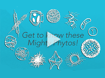 An introduction to phytoplankton and their important roles in Earth’s ecosystem. Credit: PACE Mission