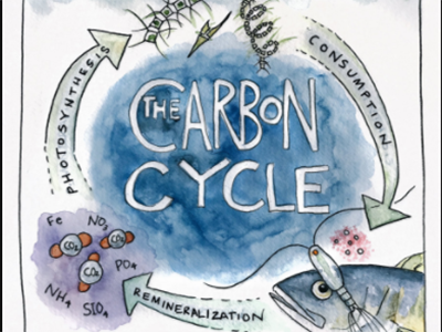 A carbon cycle diagram drawn by Artist at Sea Kirsten Carlson