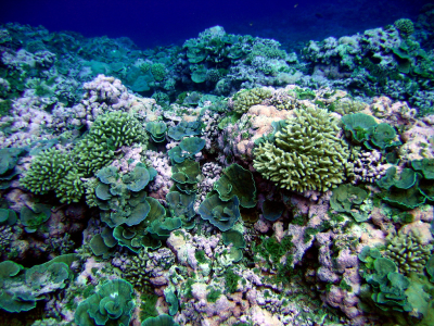 Pristine coral reef in American Samoa