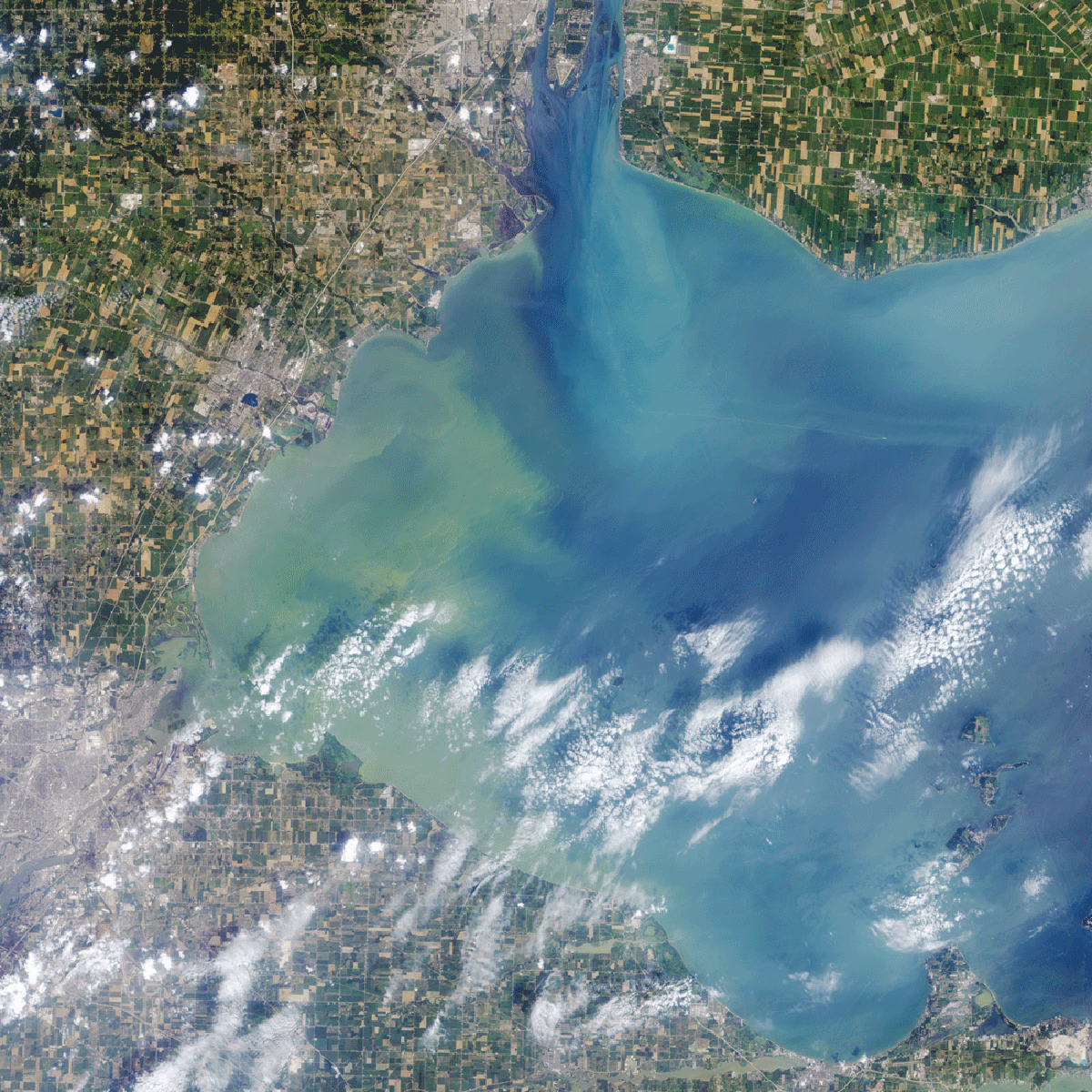 Landsat natural color image of microcystis bloom in Lake Erie