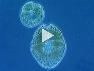 One tiny marine plant makes life on Earth possible: phytoplankton. Watch how changes in climate impact phytoplankton and the planet.