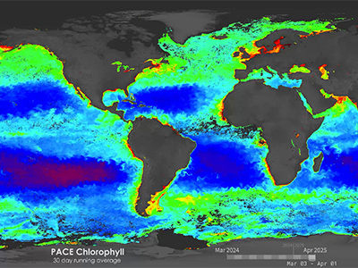 One Year of PACE OCI Chlorophyll