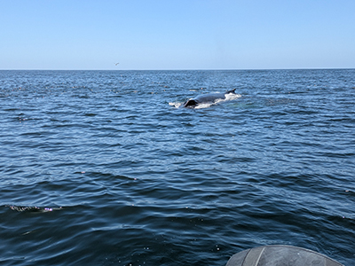 A whale surfaces near a research vessel during a Santa Barbara Channel cruise (#10).