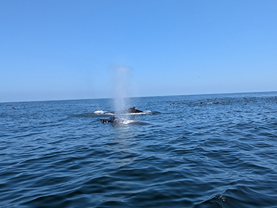 Whales are observed during a Santa Barbara Channel (California) cruise (#10).