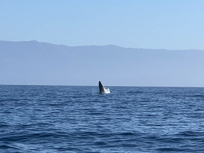 A spectacular breaching whale is observed during a Santa Barbara Channel cruise (#15).