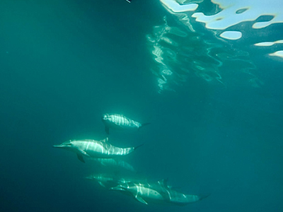 A photo of dolphins is captured during a Santa Barbara Channel cruise (#16).