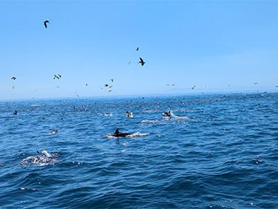 A dolphin and seabird feeding frenzy is observed during the Santa Barbara Channel cruise.