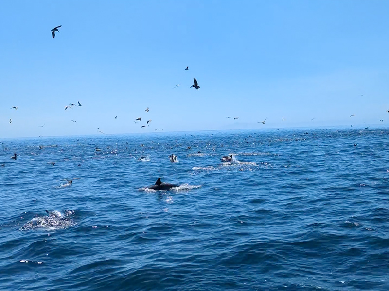 A dolphin and seabird feeding frenzy is observed during the Santa Barbara Channel cruise.