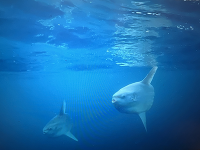A photo of ocean sunfish (Mola mola) is captured during a Santa Barbara Channel cruise in August 2024.