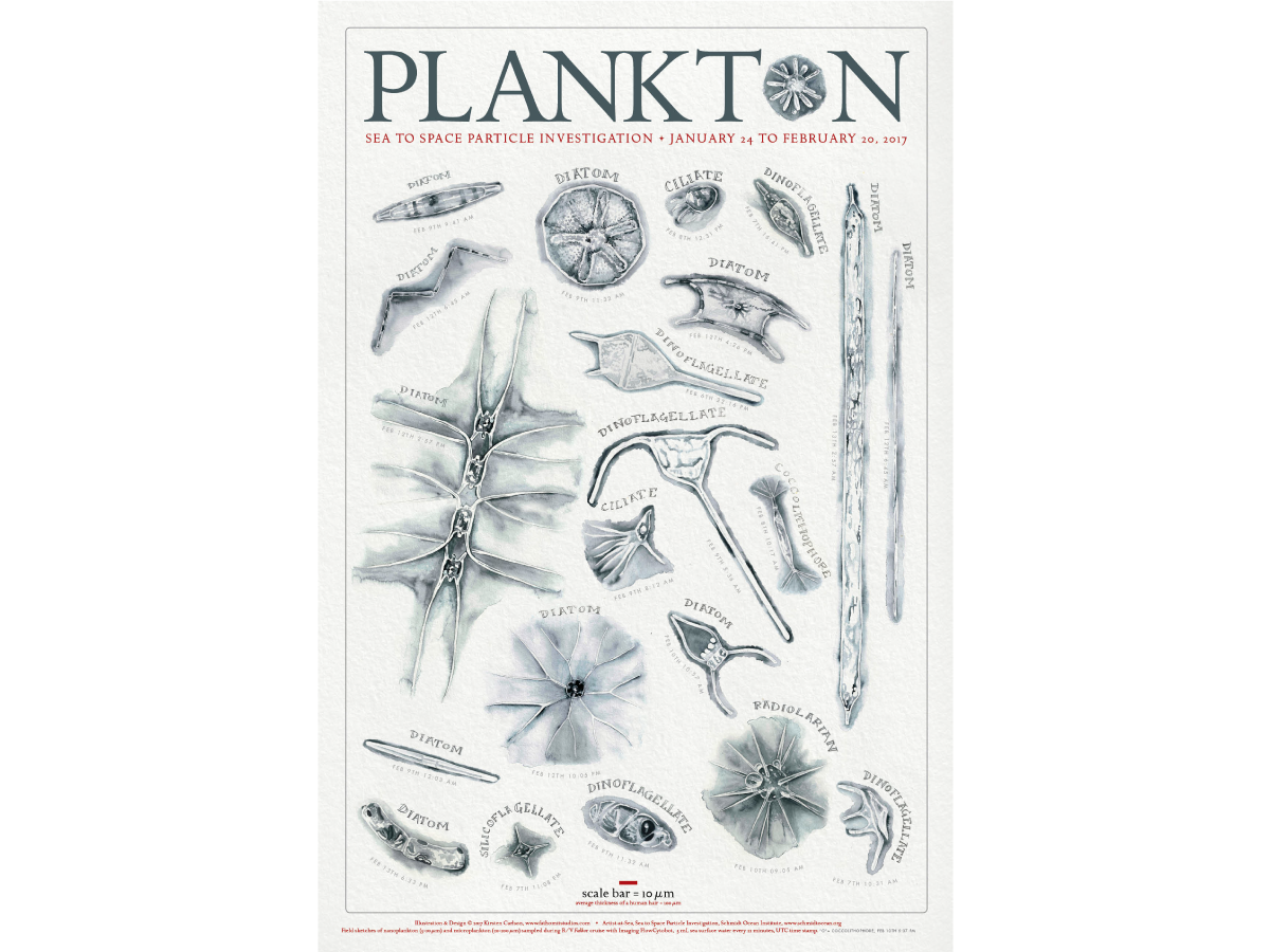Poster of plankton