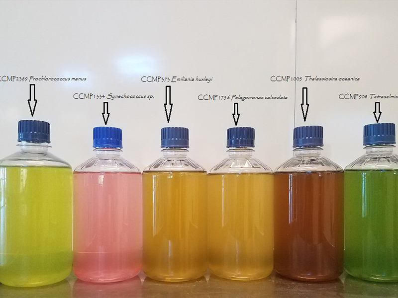 Jars of phytoplankton cultures show their unique coloration in a lineup at Bigelow Laboratory for Ocean Sciences in Boothbay Maine. Credit: Bigelow Laboratory for Ocean Sciences