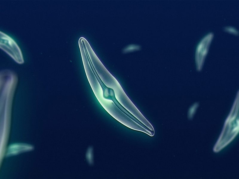 NASA study shows diatom populations (phytoplankton) have declined more than 1% per year from 1998 to 2012. Credit: NASA Scientific Visualization Studio