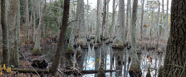 Trees in a swamp