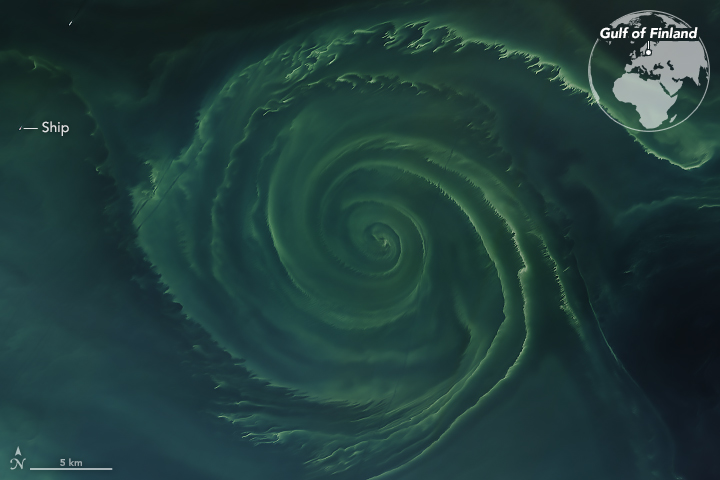Phytoplankton and blue-green algae blooms in the Baltic Sea