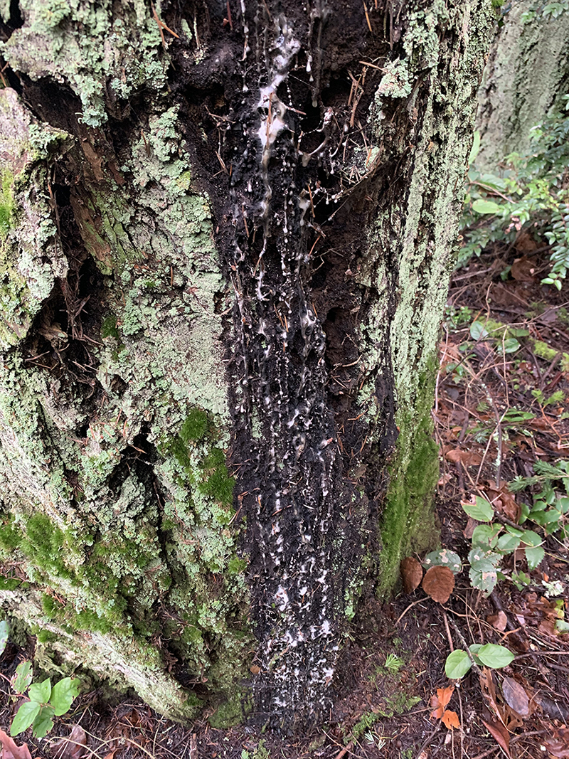 Mycelium-inoculated trees