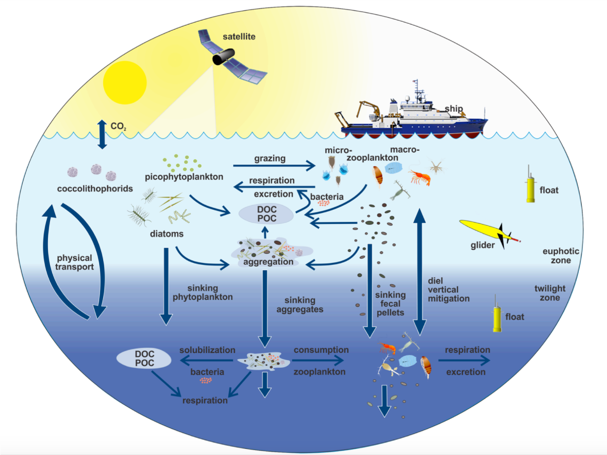 This illustration links the ocean biological pump and pelagic food web