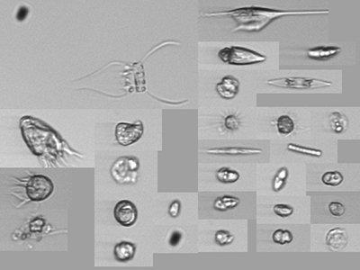 High-resolution images of suspended particles are captured with an Imaging FlowCytobot (IFCB). The IFCB - an <em>in-situ</em>, automated submersible, uses a combination of flow cytometric and video technology to generate 30,000 images per hour. Credit: Schmidt Ocean Institute/Ivona Cetinic