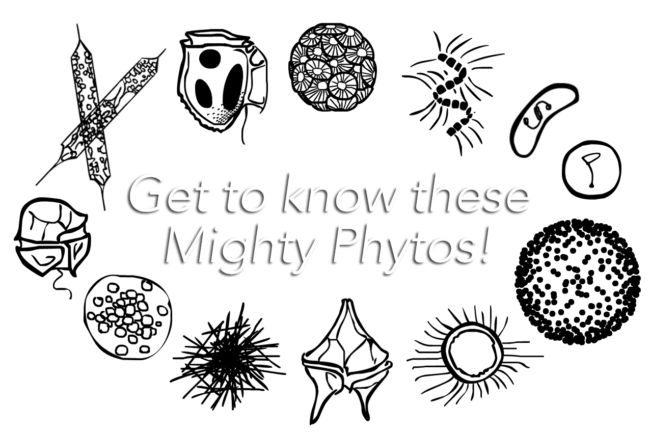 Image map: get to know the mighty phytos