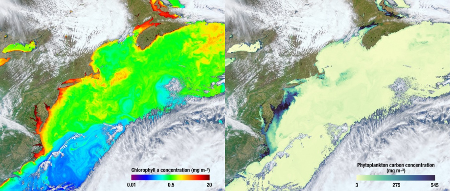 Distribution of Phytoplankton