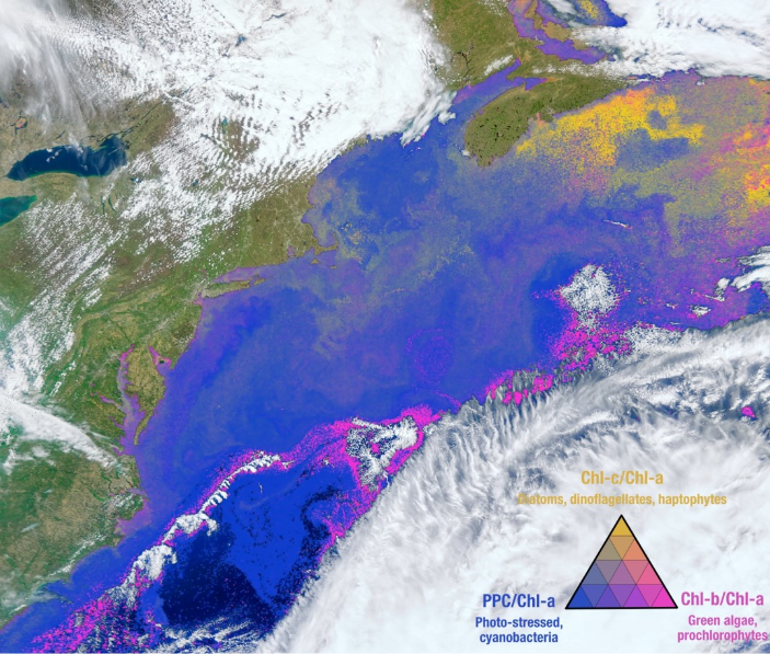 Distribution of Phytoplankton