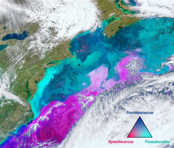 Distribution of Phytoplankton