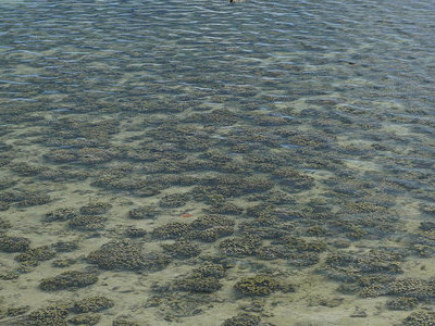 One of the Kaneohe Bay reefs studied by CORAL