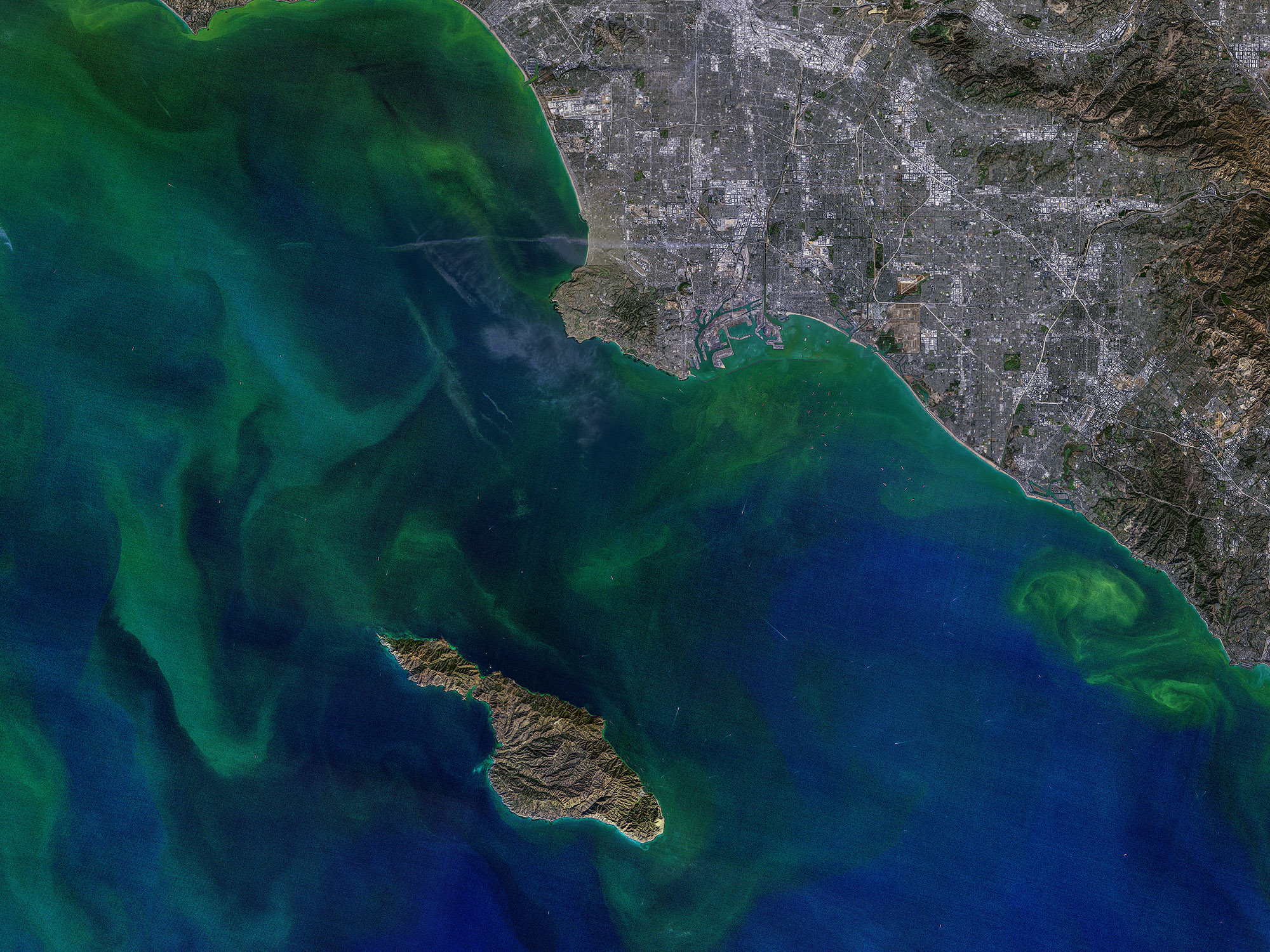 Phytoplankton Blooms Around Los Angeles and Santa Catalina Islan
