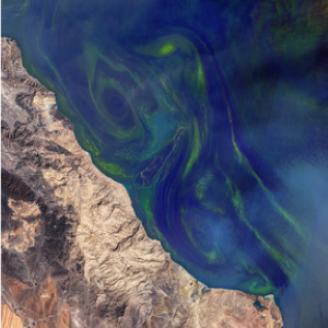 Algal Slicks off the Omani Coast
