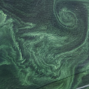 Baltic Cyanobacteria