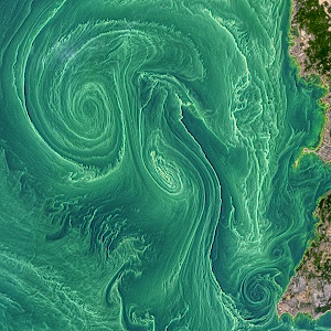 Baltic Sea Cyanobacteria