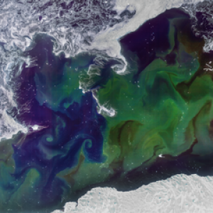 Phytoplankton off the Mawson Coast