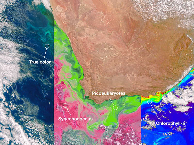 PACE’s Ocean Color Instrument (OCI) detects light across a hyperspectral range from the ultraviolet to near-infrared, which gives scientists new information to differentiate communities of phytoplankton – a unique ability of NASA’s newest Earth-observing satellite. This first image released from OCI identifies two different communities of these microscopic marine organisms in the ocean off South Africa on Feb. 28, 2024. The central panel of this image shows <em>Synechococcus</em> in pink and picoeukaryotes in green. The left panel of this image shows a natural color view of the ocean, and the right panel displays the concentration of chlorophyll-a, a photosynthetic pigment used to identify the presence of phytoplankton. Credit: NASA