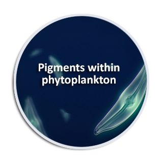 Pigments within phytoplankton