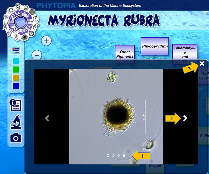 Phytopia interactive (Myrionecta Rubra)