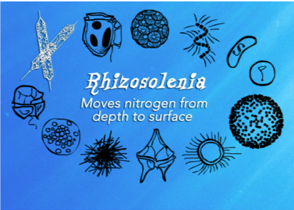 Phytopia interactive (phytoplankton species)