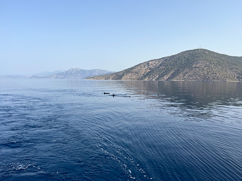 Dolphins in the Gulf of Corinth
