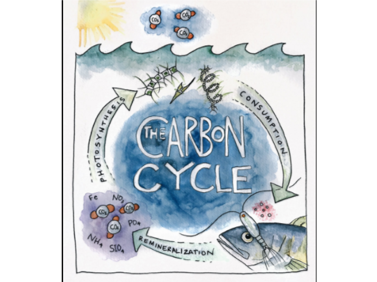 A carbon cycle diagram drawn by Artist at Sea Kirsten Carlson