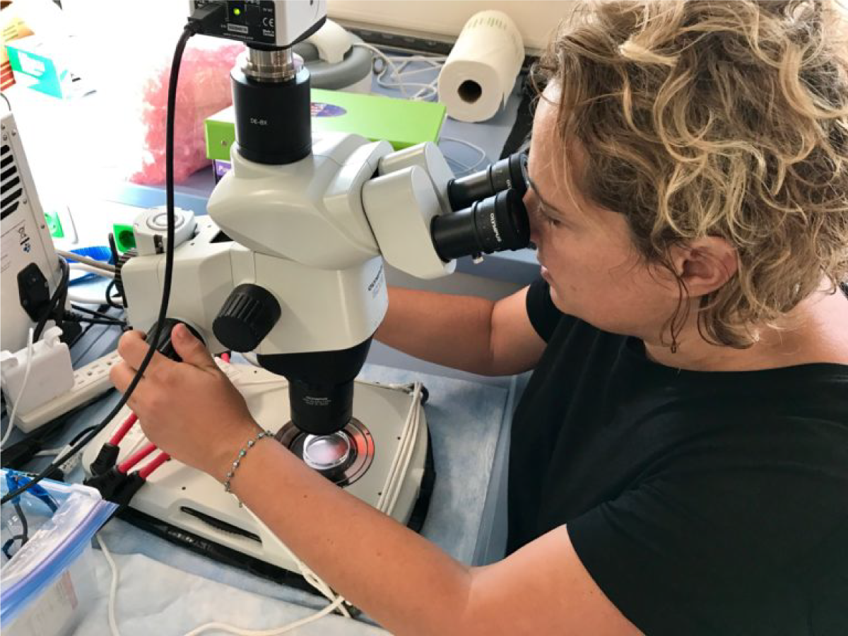 Zrinka Ljubesic uses a microscope to identify phytoplankton and zooplankton in seawater samples