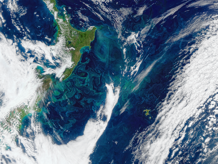 Chatham Islands Bloom